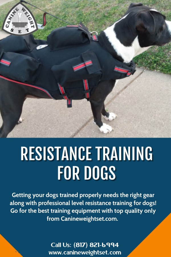 Resistance training for dogs Blank Meme Template