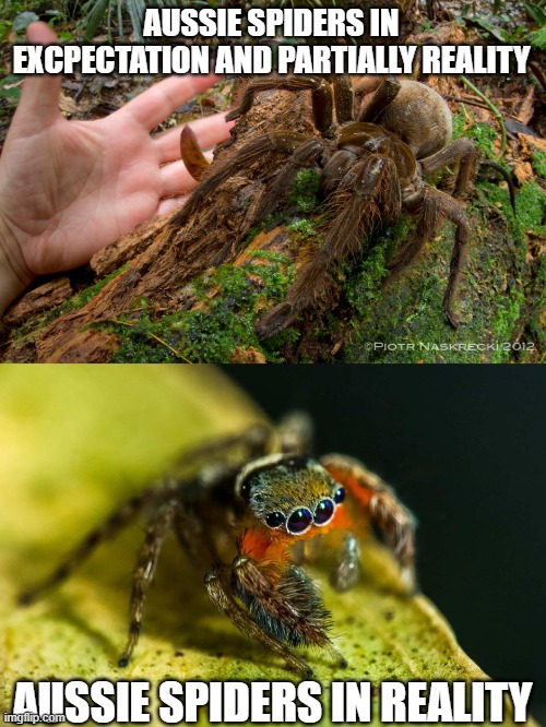 AUSSIE SPIDERS IN EXCPECTATION AND PARTIALLY REALITY AUSSIE SPIDERS IN REALITY | made w/ Imgflip meme maker