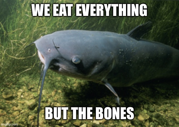 catfish | WE EAT EVERYTHING BUT THE BONES | image tagged in catfish | made w/ Imgflip meme maker