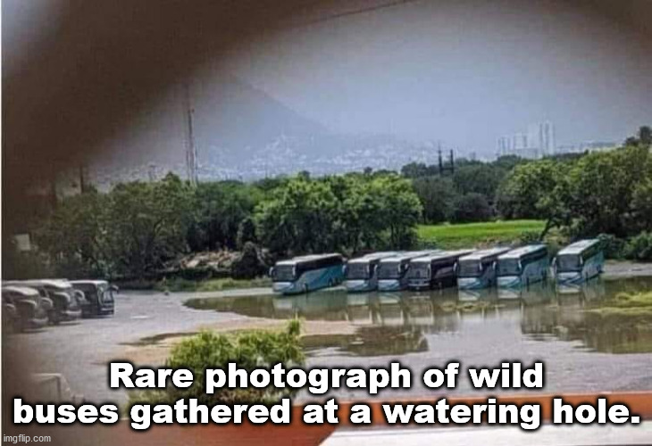 Rare photograph of wild buses gathered at a watering hole. | image tagged in durl earl | made w/ Imgflip meme maker