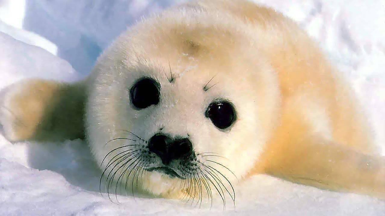 Cute little seal Blank Meme Template