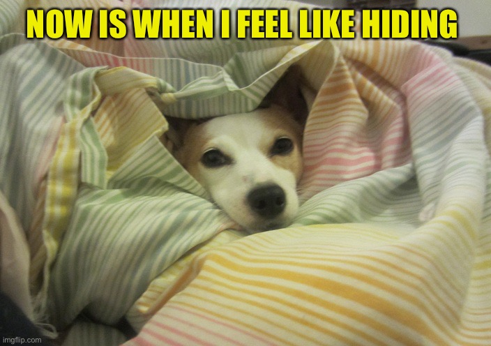 Dog hiding under a blanket | NOW IS WHEN I FEEL LIKE HIDING | image tagged in dog hiding under a blanket | made w/ Imgflip meme maker