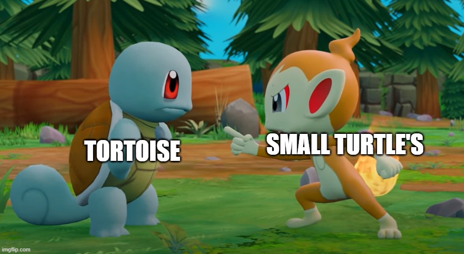 Big vs. Smol | SMALL TURTLE'S; TORTOISE | image tagged in chimchar is angry at squirtle,pokemon | made w/ Imgflip meme maker
