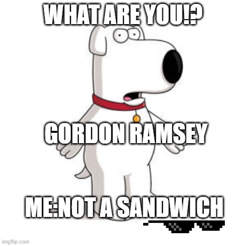 Family Guy Brian Meme | WHAT ARE YOU!? GORDON RAMSEY; ME:NOT A SANDWICH | image tagged in memes,family guy brian | made w/ Imgflip meme maker