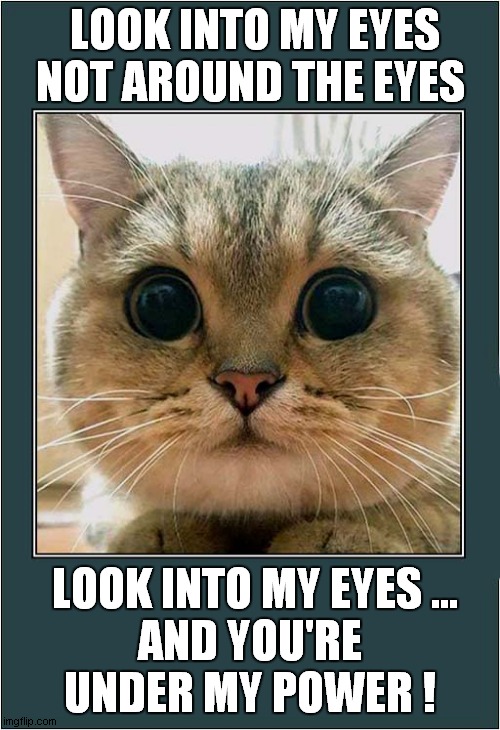 Hypno Cat ! | LOOK INTO MY EYES
NOT AROUND THE EYES; LOOK INTO MY EYES ...
AND YOU'RE UNDER MY POWER ! | image tagged in cats,hypnotize | made w/ Imgflip meme maker