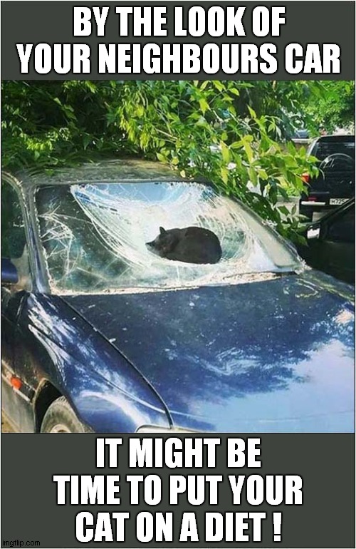 That's A Heavy Cat ! | BY THE LOOK OF YOUR NEIGHBOURS CAR; IT MIGHT BE TIME TO PUT YOUR CAT ON A DIET ! | image tagged in cats,heavy,fat cat,diet | made w/ Imgflip meme maker