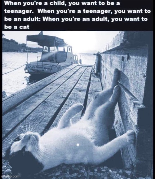 image tagged in cats,growing up,adulting | made w/ Imgflip meme maker