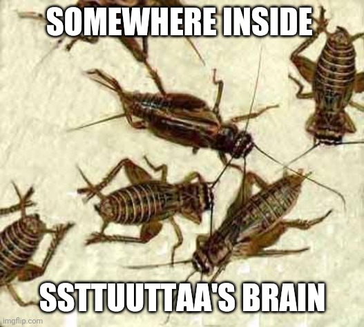 Crickets | SOMEWHERE INSIDE SSTTUUTTAA'S BRAIN | image tagged in crickets | made w/ Imgflip meme maker