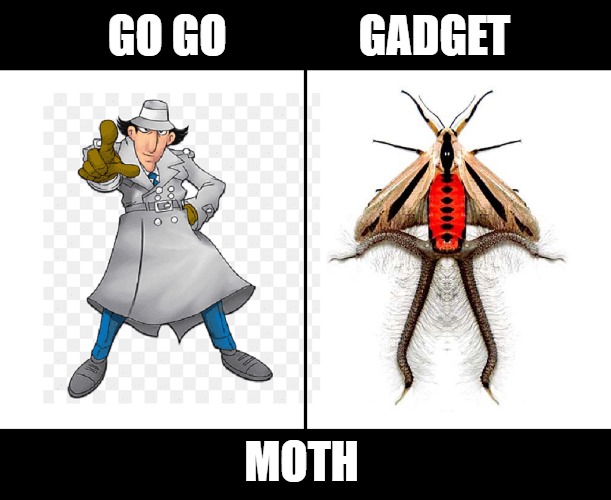 Inspector Gadfly | GO GO               GADGET; MOTH | image tagged in inspector gadget,moth,funny | made w/ Imgflip meme maker