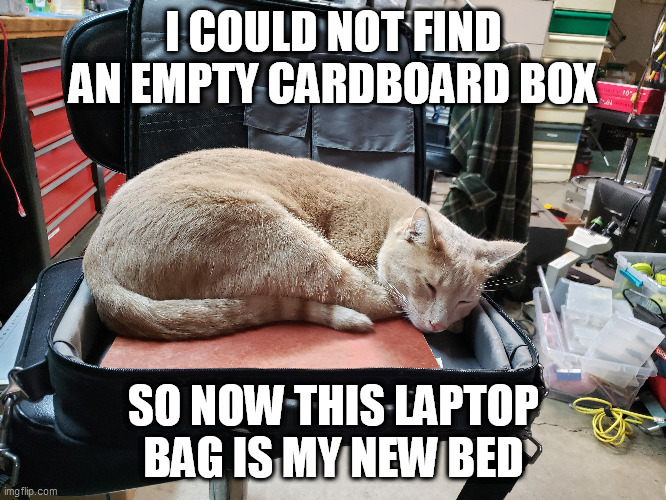 Cat Laptop Bag Bed | I COULD NOT FIND AN EMPTY CARDBOARD BOX; SO NOW THIS LAPTOP BAG IS MY NEW BED | image tagged in grumpy cat bed | made w/ Imgflip meme maker