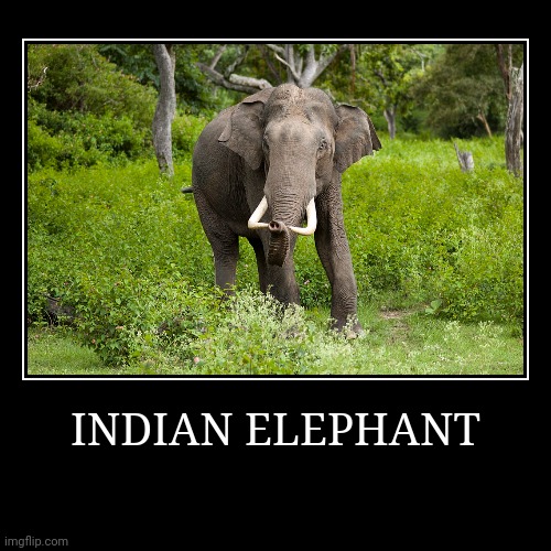 Indian Elephant | INDIAN ELEPHANT | | image tagged in demotivationals,elephant | made w/ Imgflip demotivational maker