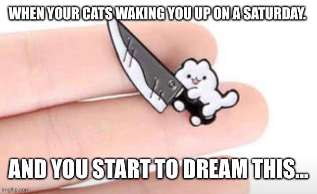 Wake up and feed me human |  WHEN YOUR CATS WAKING YOU UP ON A SATURDAY. AND YOU START TO DREAM THIS… | image tagged in funny cats | made w/ Imgflip meme maker