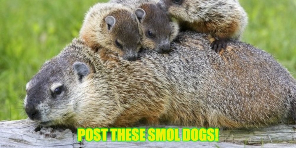 Keep posting all the dogs | POST THESE SMOL DOGS! | image tagged in post this dog,doggo week,repost,but why why would you do that | made w/ Imgflip meme maker