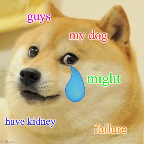 More info in comments⬇️ |  guys; my dog; might; have kidney; failure | image tagged in memes,doge,dogs,sad | made w/ Imgflip meme maker