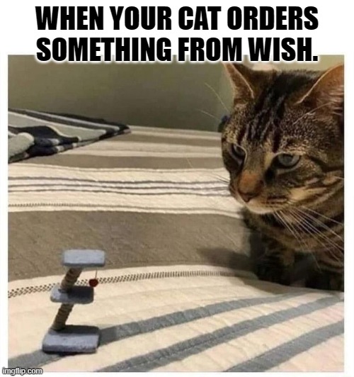 When your cat orders something from Wish |  WHEN YOUR CAT ORDERS SOMETHING FROM WISH. | image tagged in cat,wish | made w/ Imgflip meme maker