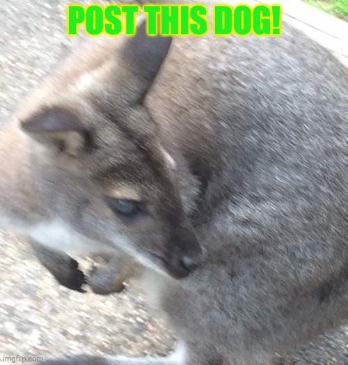 POST THIS DOG! | made w/ Imgflip meme maker