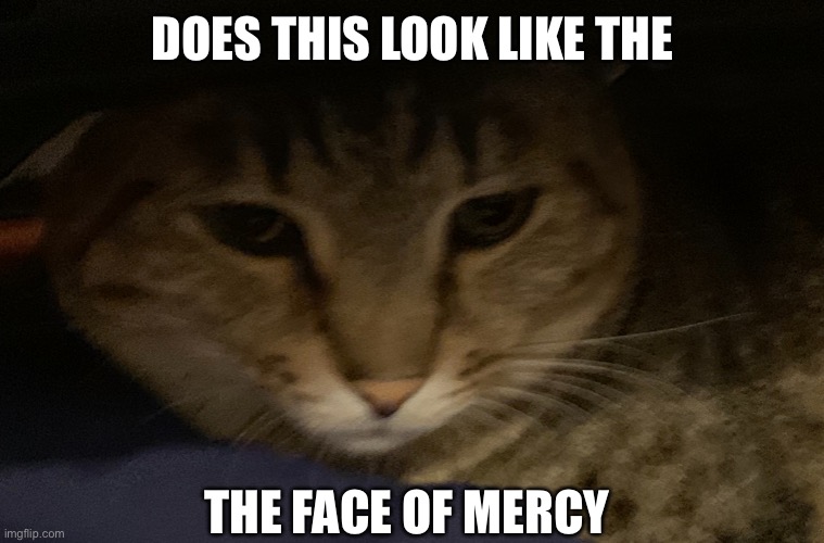 she said ⚫️ | DOES THIS LOOK LIKE THE; THE FACE OF MERCY | made w/ Imgflip meme maker