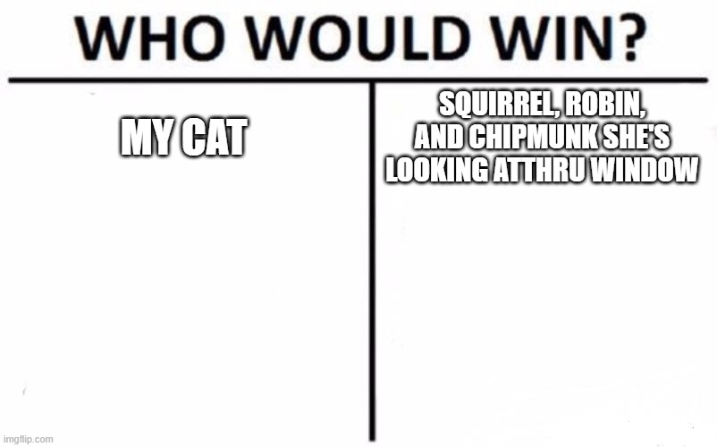 Outside tag team would win | MY CAT; SQUIRREL, ROBIN, AND CHIPMUNK SHE'S LOOKING ATTHRU WINDOW | image tagged in memes,who would win | made w/ Imgflip meme maker