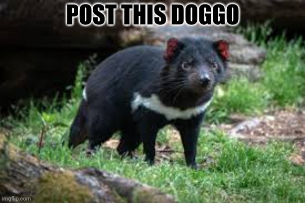 POST THIS DOGGO | made w/ Imgflip meme maker
