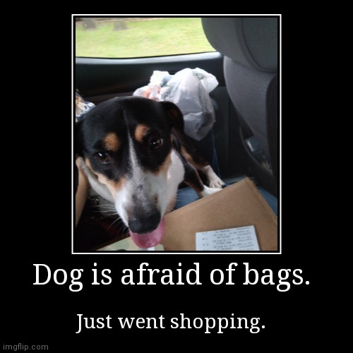 Poor pooch | image tagged in funny,demotivationals | made w/ Imgflip demotivational maker