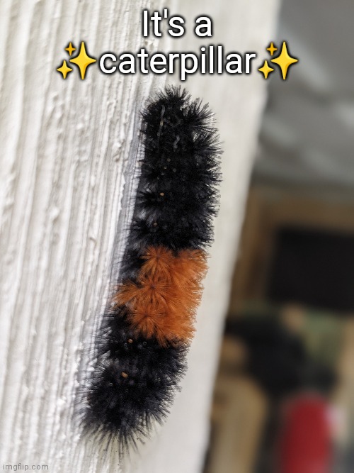 It's a ✨caterpillar✨ | made w/ Imgflip meme maker