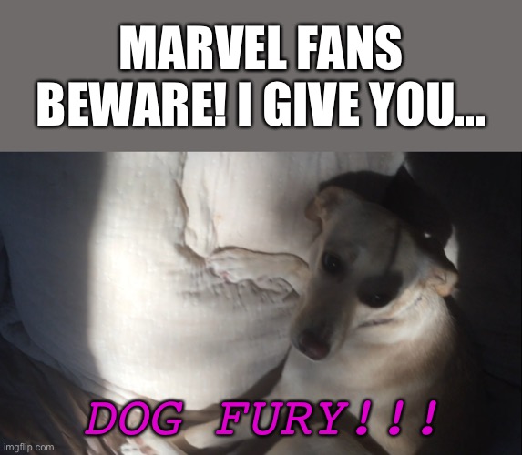 Coming soon to the Paw-vel Cinimatic Universe |  MARVEL FANS BEWARE! I GIVE YOU... DOG FURY!!! | image tagged in marvel,nick fury,dog fury,dog | made w/ Imgflip meme maker