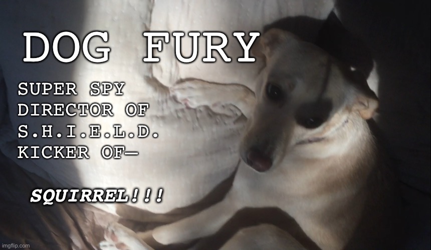 File: | SUPER SPY
DIRECTOR OF S.H.I.E.L.D.
KICKER OF—; DOG FURY; SQUIRREL!!! | image tagged in marvel,nick fury,dog fury | made w/ Imgflip meme maker