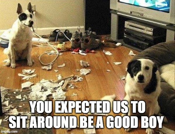 YOU EXPECTED US TO SIT AROUND BE A GOOD BOY | image tagged in bad dog | made w/ Imgflip meme maker