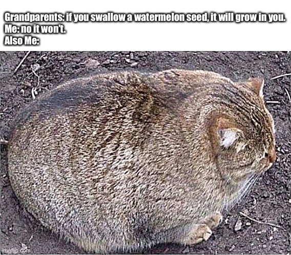 Watermelon Cat | Grandparents: if you swallow a watermelon seed, it will grow in you. 
Me: no it won’t.
Also Me: | image tagged in cat,watermelon | made w/ Imgflip meme maker