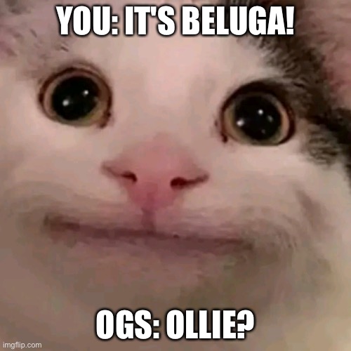 This is actually true | YOU: IT'S BELUGA! OGS: OLLIE? | image tagged in beluga | made w/ Imgflip meme maker