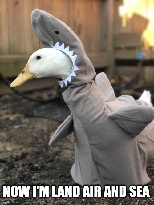 SHARK DUCK | NOW I'M LAND AIR AND SEA | image tagged in duck,ducks,shark,costume,spooktober | made w/ Imgflip meme maker
