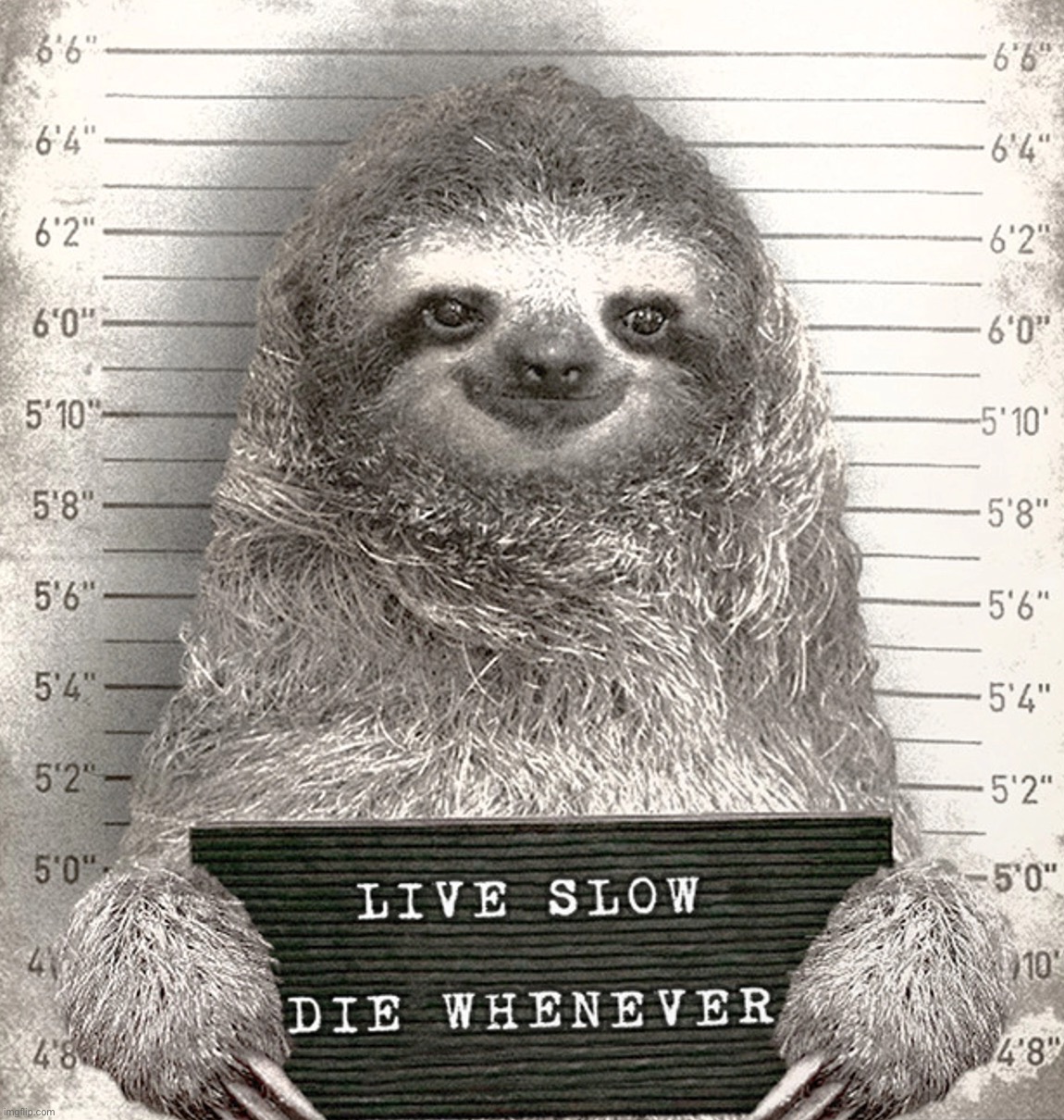 Sloth mugshot | image tagged in sloth mugshot | made w/ Imgflip meme maker
