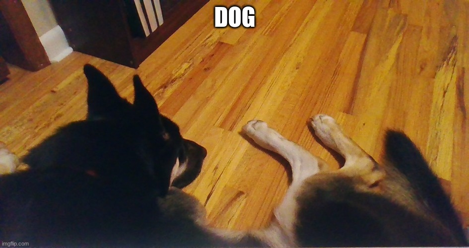 now this...this is a true furry | DOG | made w/ Imgflip meme maker