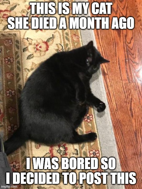 THIS IS MY CAT SHE DIED A MONTH AGO; I WAS BORED SO I DECIDED TO POST THIS | made w/ Imgflip meme maker