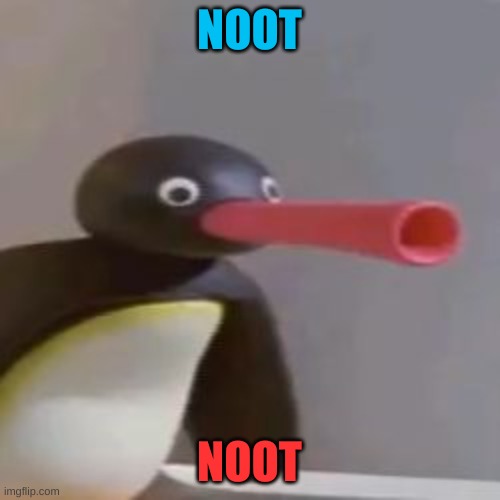 NOOT NOOT | NOOT NOOT | image tagged in noot noot | made w/ Imgflip meme maker