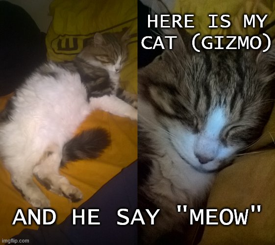 My cat Gizmo | HERE IS MY CAT (GIZMO); AND HE SAY "MEOW" | image tagged in gizmo my cat,gizmo my cat 2 | made w/ Imgflip meme maker