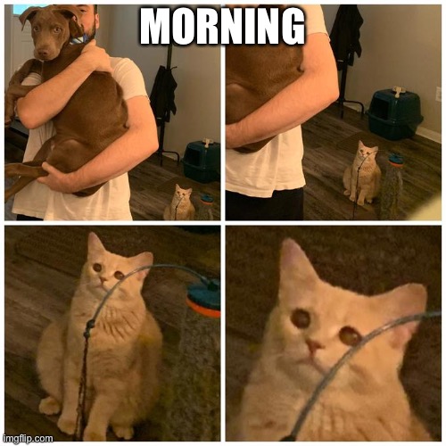 sad cat dog hold |  MORNING | image tagged in sad cat dog hold | made w/ Imgflip meme maker