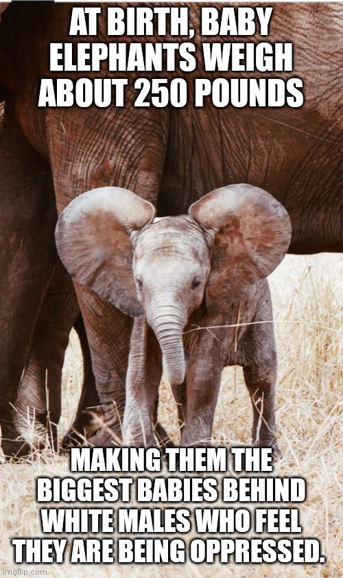 White males | AT BIRTH, BABY ELEPHANTS WEIGH ABOUT 250 POUNDS; MAKING THEM THE BIGGEST BABIES BEHIND WHITE MALES WHO FEEL THEY ARE BEING OPPRESSED. | image tagged in oppression,white privilege | made w/ Imgflip meme maker