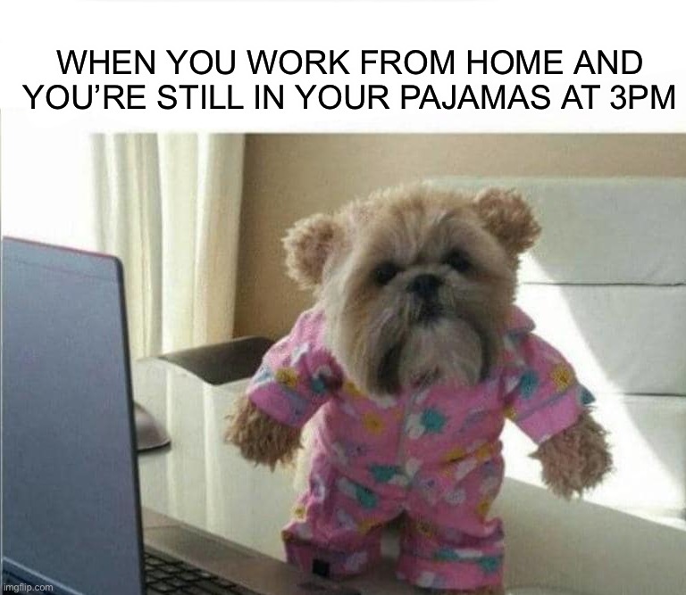 Have you ever done this? |  WHEN YOU WORK FROM HOME AND YOU’RE STILL IN YOUR PAJAMAS AT 3PM | image tagged in memes,funny,dogs,cute,pajamas,lmao | made w/ Imgflip meme maker