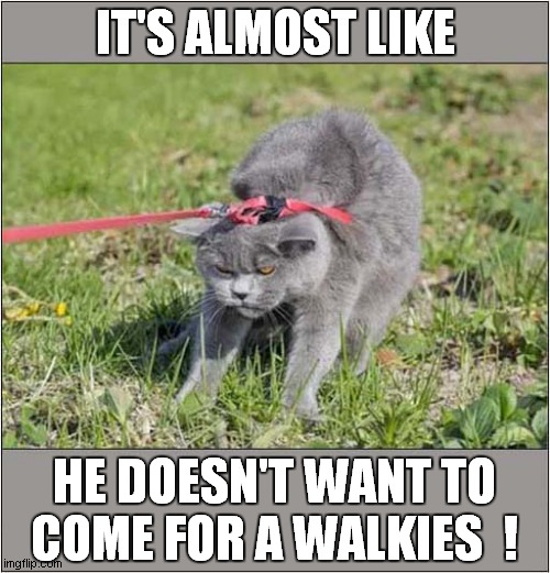 I'm Not A Dog ! | IT'S ALMOST LIKE; HE DOESN'T WANT TO COME FOR A WALKIES  ! | image tagged in cats,identity crisis | made w/ Imgflip meme maker