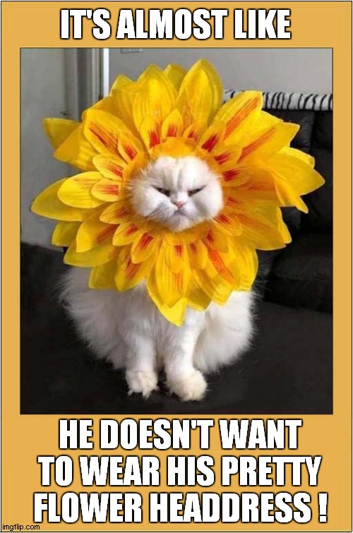 A Very Unimpressed Cat ! | IT'S ALMOST LIKE; HE DOESN'T WANT TO WEAR HIS PRETTY FLOWER HEADDRESS ! | image tagged in cats,halloween costume | made w/ Imgflip meme maker