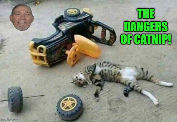 Nip responsibly | THE DANGERS OF CATNIP! | image tagged in cat nip,danger | made w/ Imgflip meme maker