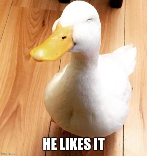 SMILE DUCK | HE LIKES IT | image tagged in smile duck | made w/ Imgflip meme maker
