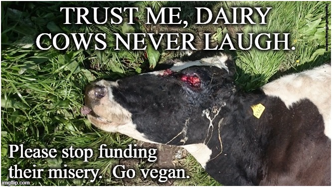 The Laughing Cow |  TRUST ME, DAIRY
COWS NEVER LAUGH. VeganMemesForSharing/minkpen; Please stop funding their misery.  Go vegan. | image tagged in vegan,vegetarian,dairy,milk,cheese,butter | made w/ Imgflip meme maker