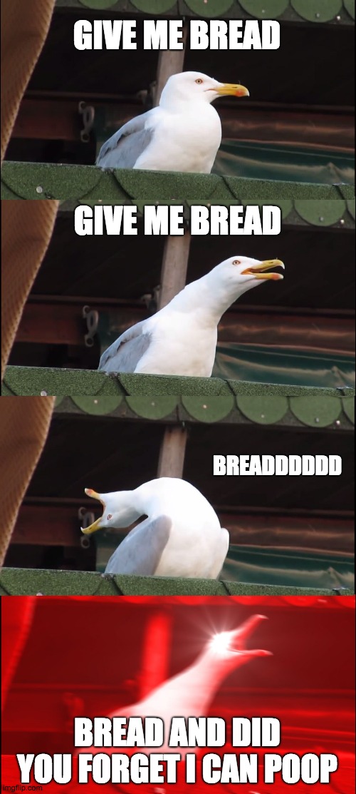 BREAD FOOL | GIVE ME BREAD; GIVE ME BREAD; BREADDDDDD; BREAD AND DID YOU FORGET I CAN POOP | image tagged in memes,inhaling seagull | made w/ Imgflip meme maker
