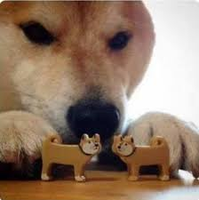 A shiba dog pushing two dog toys together Blank Meme Template