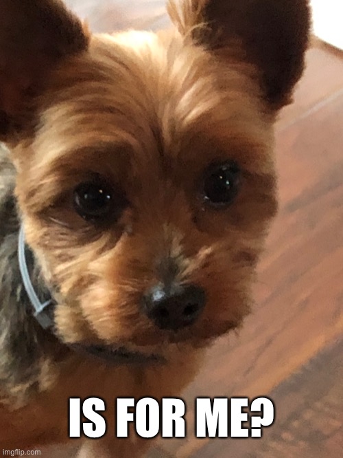 your dog when you get food out of the pantry | IS FOR ME? | image tagged in dogs | made w/ Imgflip meme maker