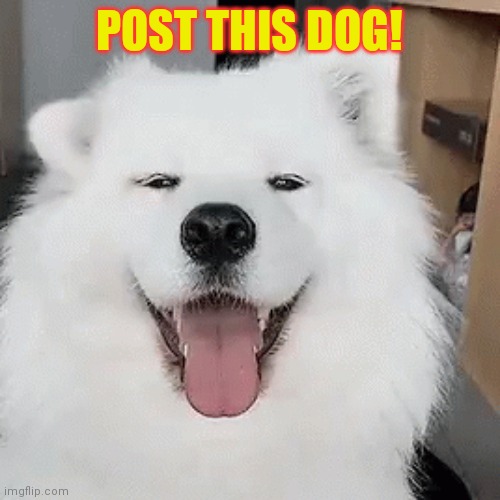 POST THIS DOG! | image tagged in pain | made w/ Imgflip meme maker