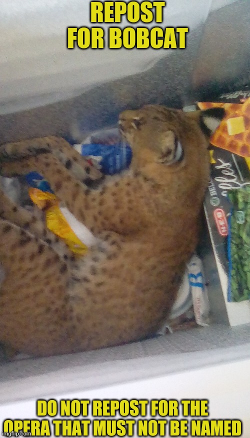 bobcat in the freezer | REPOST FOR BOBCAT; DO NOT REPOST FOR THE OPERA THAT MUST NOT BE NAMED | image tagged in bobcat in the freezer | made w/ Imgflip meme maker