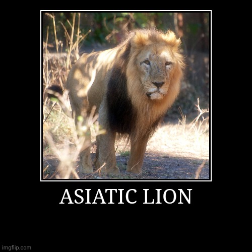 Asiatic Lion | ASIATIC LION | | image tagged in demotivationals,lion | made w/ Imgflip demotivational maker